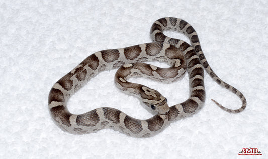 Anery female for sale by South Mountain Reptiles