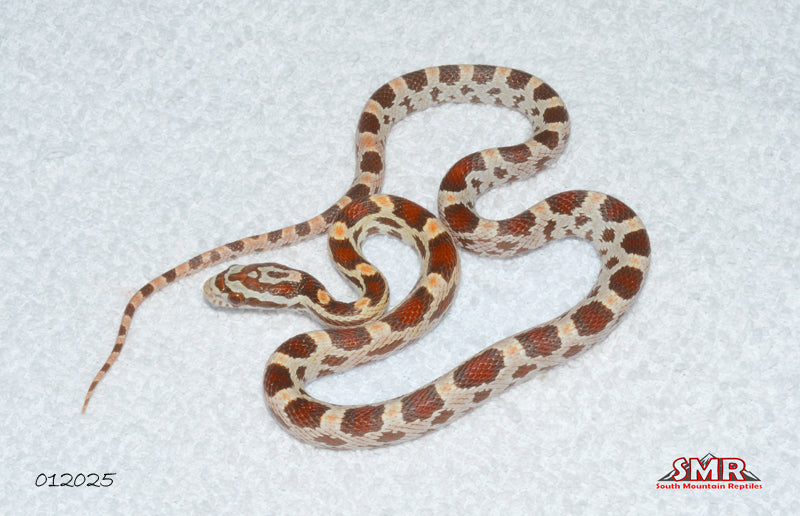 Ultramel High-white Okeetee 16" Male