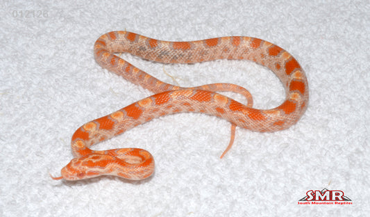 Buf Reverse Okeetee 13" Male for sale by South Mountain Reptiles