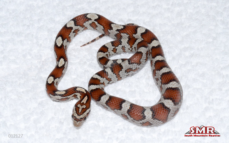 Miami Okeetee morph female for sale by South Mountain Reptiles