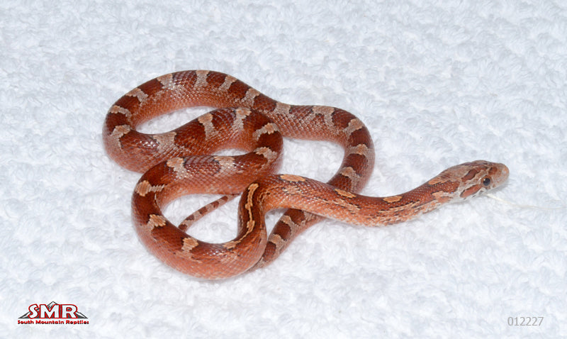 Pied-sided Bloodred female for sale by South Mountain Reptiles