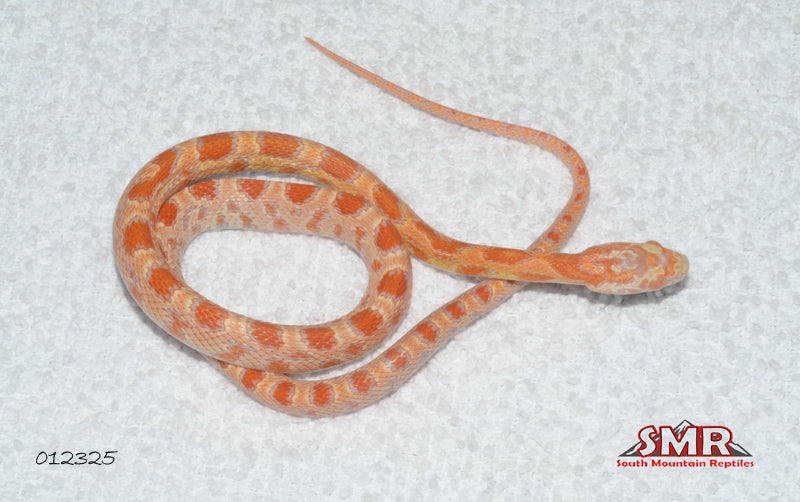 Amel Sunkissed 15" Female