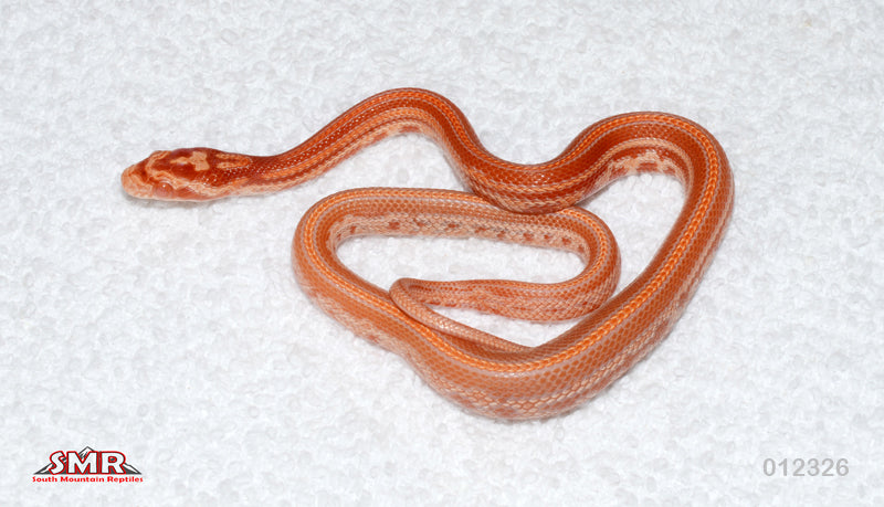Sunrise Cherry Amel Tessera 12" Male for sale by South Mountain Reptiles