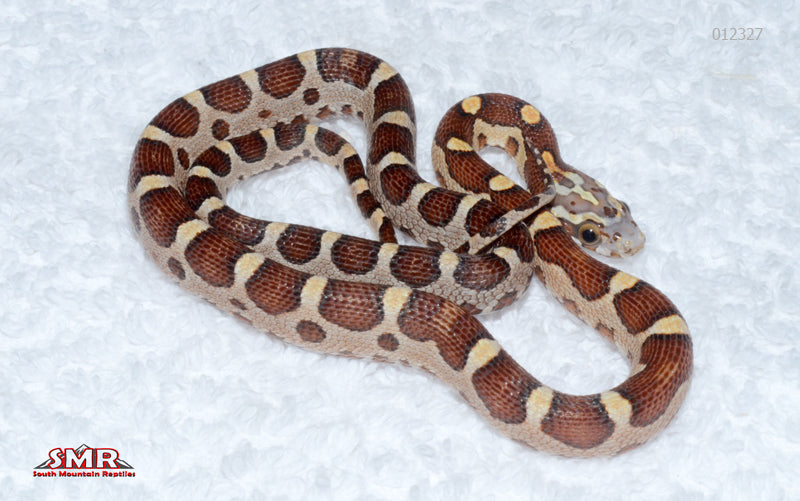 Microscale Caramel female for sale by South Mountain Reptiles