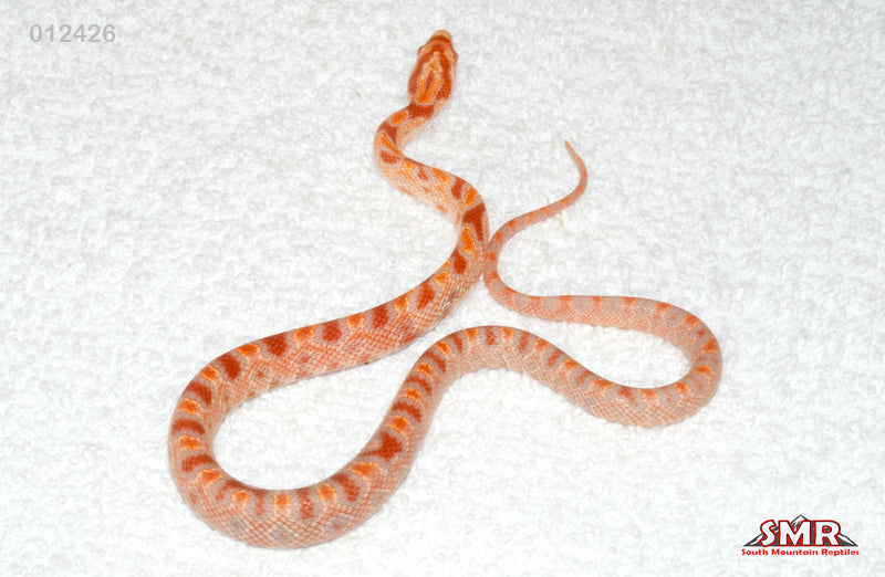 Reverse Okeetee 13" Male for sale by South Mountain Reptiles
