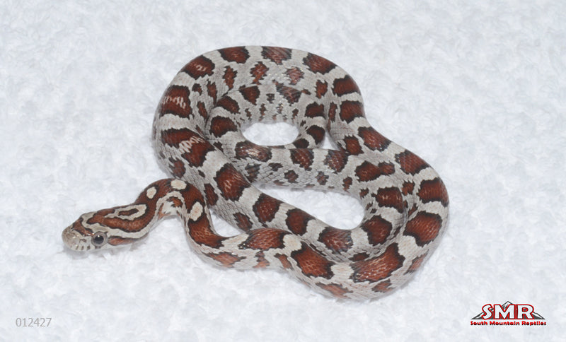 Miami female for sale by South Mountain Reptiles