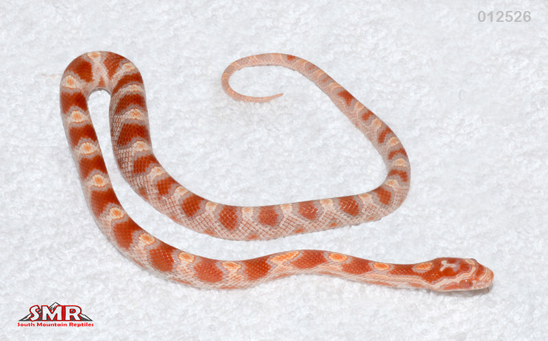 Banded Extreme Reverse Okeetee 13" Male for sale by South Mountain Reptiles