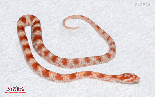 Banded Extreme Reverse Okeetee 13" Male for sale by South Mountain Reptiles