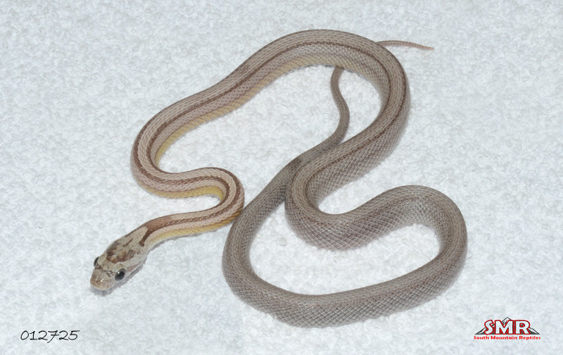 Striped Anery 17: Female