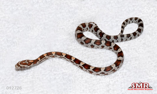 Miami Okeetee 13" Male for sale by South Mountain Reptiles