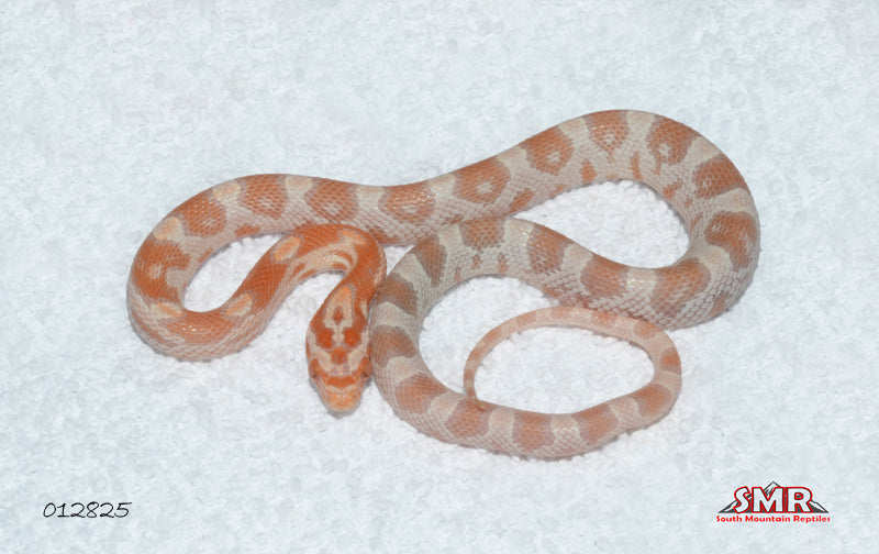 Mandarin 12" Female