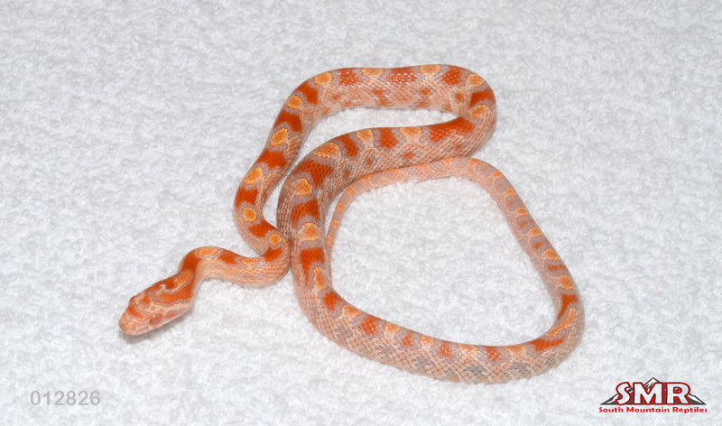 Buf Reverse Okeetee 13" Male for sale by South Mountain Reptiles