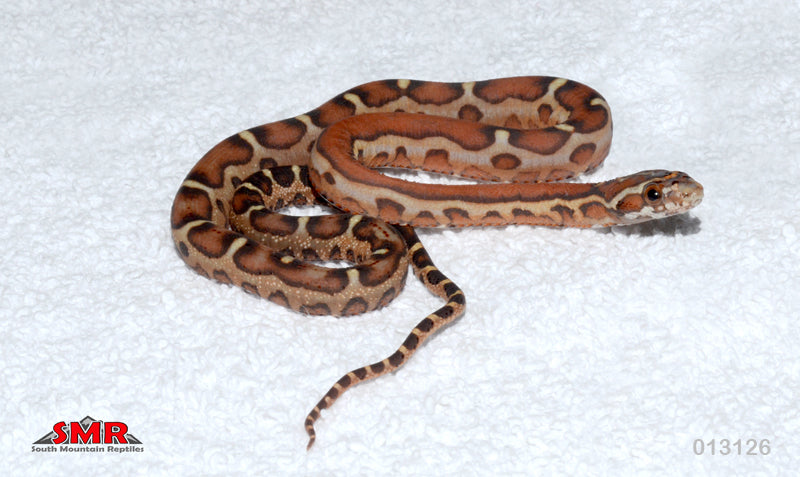 Scaleless 14" Male for sale by South Mountain Reptiles