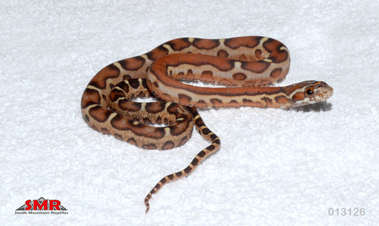 Scaleless 14" Male for sale by South Mountain Reptiles