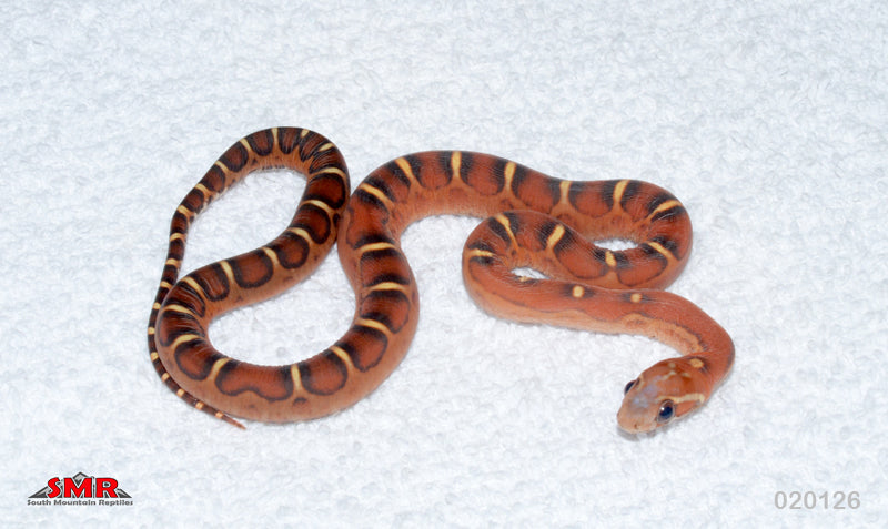 Scaleless 14" Male for sale by South Mountain Reptiles