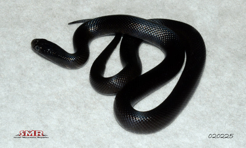 Mexican Black Kingsnake 16" Female