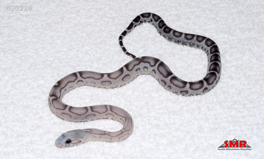 Scaleless Anery 14" Female for sale by South Mountain Reptiles