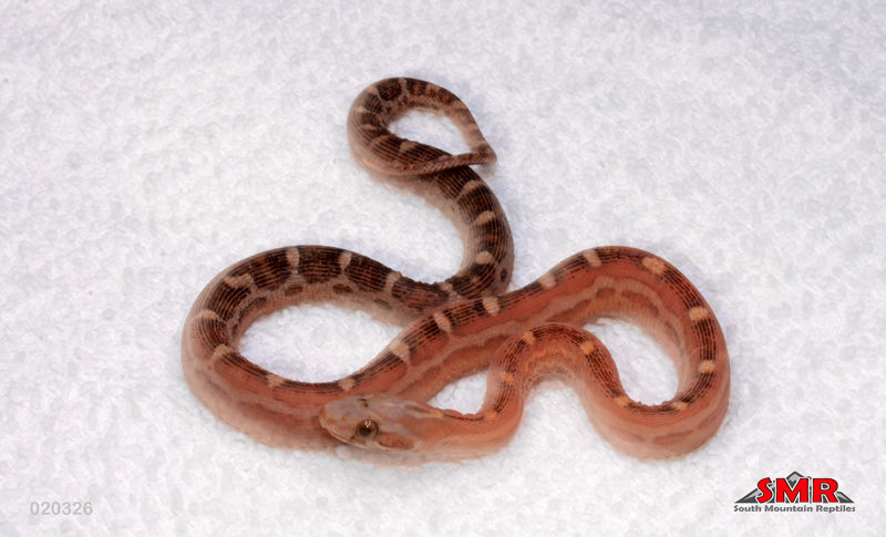 Scaleless 13" Female Corn Snake for sale by South Mountain Reptiles