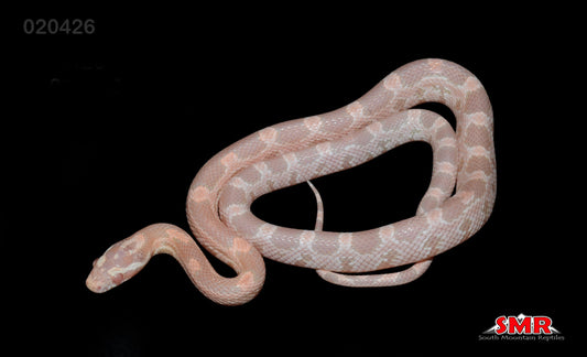 Coral Snow 15" Female for sale by South Mountain Reptiles