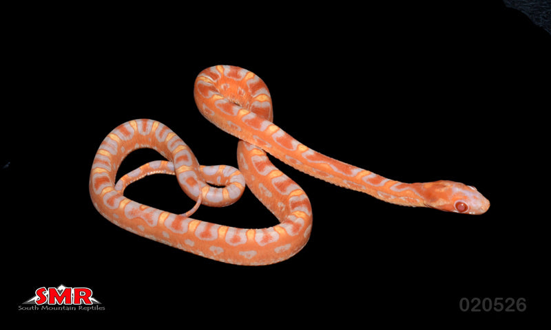 Scaleless Reverse Okeetee 13" Male for sale by South Mountain Reptiles