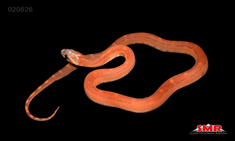 Scaleless Motley 13" Male for sale by South Mountain Reptiles