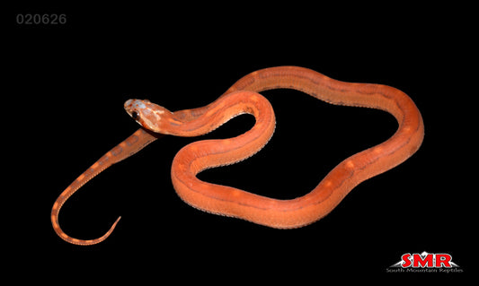 Scaleless Motley 13" Male for sale by South Mountain Reptiles