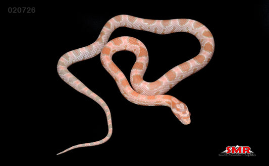 Coral Snow 15" Male for sale by South Mountain Reptiles