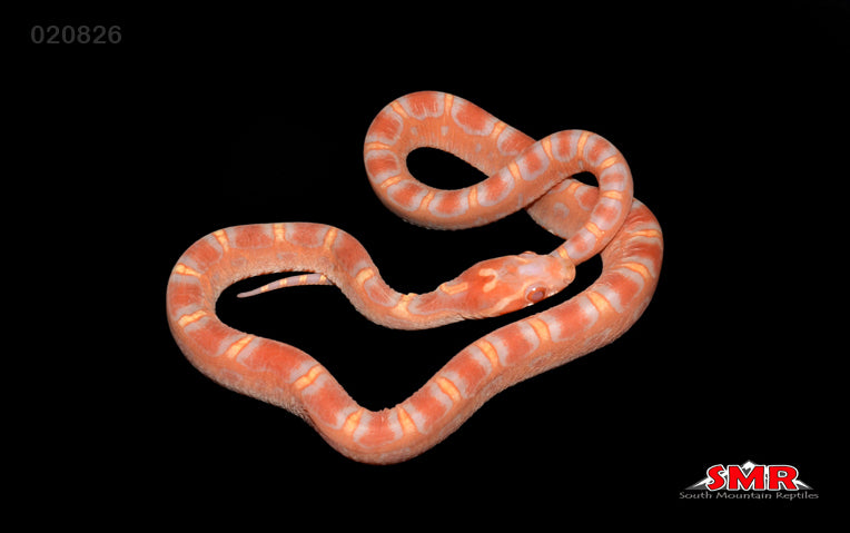 Scaleless Reverse Okeetee 13" FEmale for sale by South Mountain Reptiles