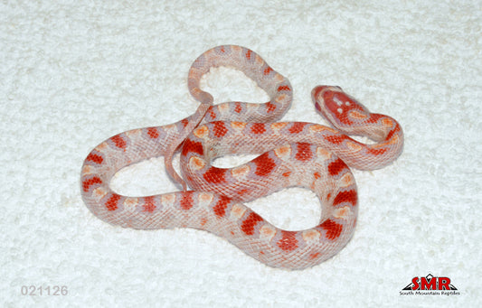 High-white Reverse Okeetee 13" FEmale for sale by South Mountain Reptiles