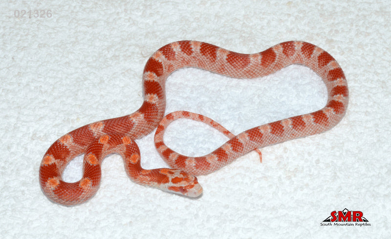 Fire (Amel Bloodred) Red Factor 16" Female for sale by South Mountain Reptiles