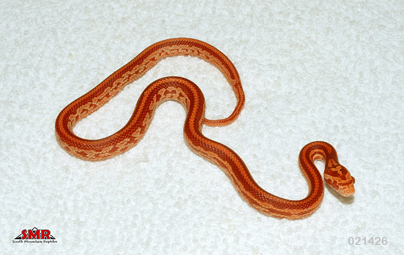 Cherry Amel Tessera 13" Female for sale by South Mountain Reptiles
