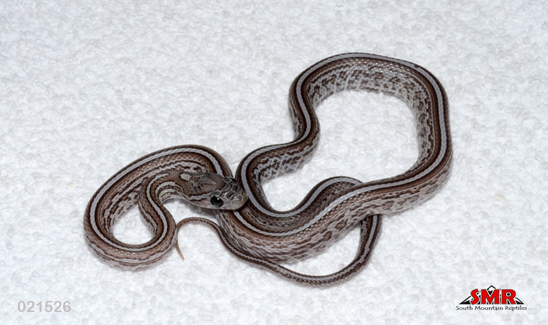 Charcoal Tessera 15" Male for sale by South Mountain Reptiles