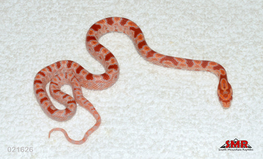 Reverse Okeetee 13" Female for sale by South Mountain Reptiles