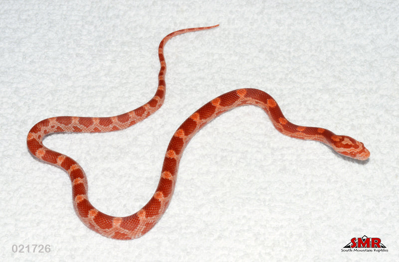 Cherry Amel 13" Female for sale by South Mountain Reptiles