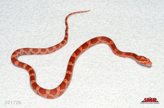 Cherry Amel 13" Female for sale by South Mountain Reptiles