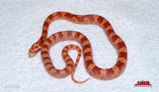 Cayenne Fire 15" Female for sale by South Mountain Reptiles