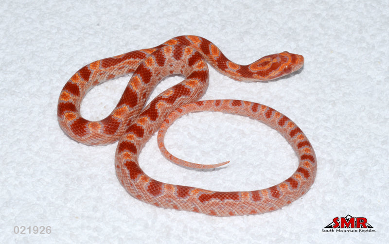 Reverse Okeetee 13" Female for sale by South Mountain Reptiles