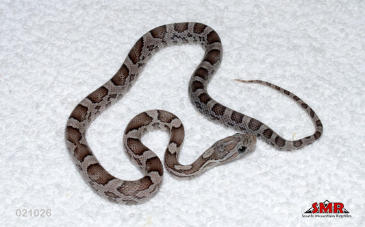 Charcoal 12" Female for sale by South Mountain Reptiles