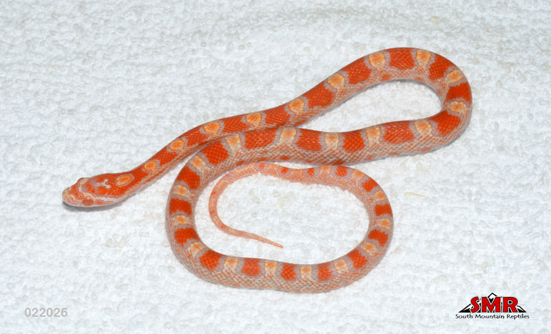 Buf Reverse Okeetee 13" Male for sale by South Mountain Reptiles