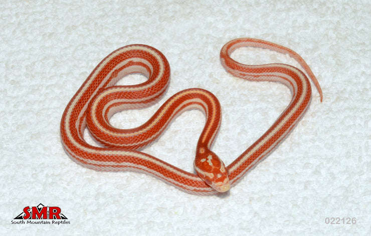 Candy Cane Motley Tessera 13" Female for sale by South Mountain Reptiles