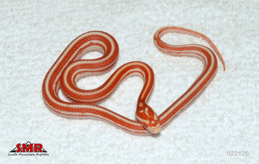 Candy Cane Motley Tessera 13" Female for sale by South Mountain Reptiles