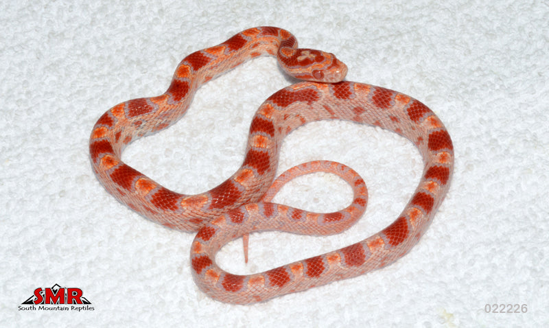 Cherry Amel 13" Female for sale by South Mountain Reptiles