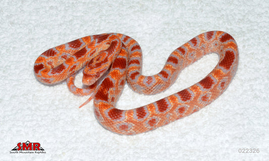 Reverse Okeetee 17" Male