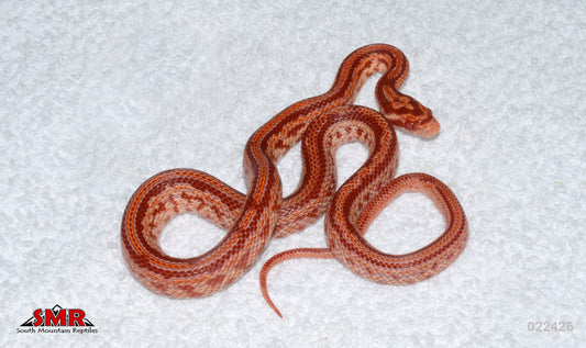 Super Cherry--Amel Tessera 13" Male