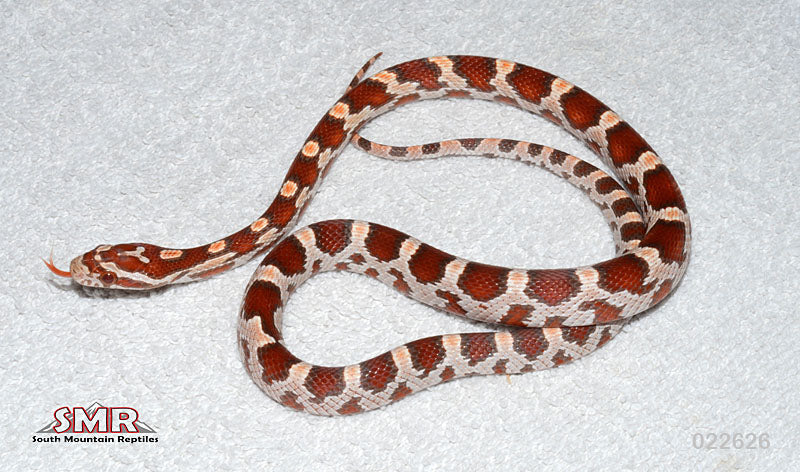 Ultramel 15" Male for sale by South Mountain Reptiles