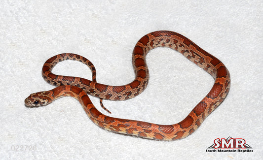 Sunkissed Okeetee 15" Male for sale by South Mountain Reptiles