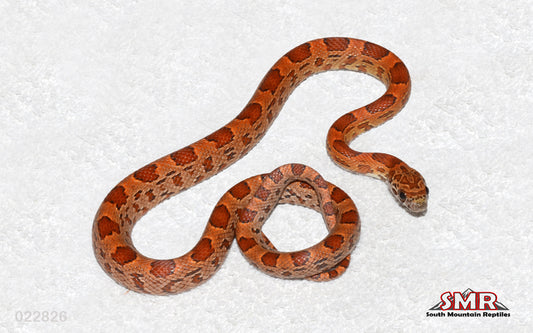 Sunkissed Okeetee 16" Male for sale by South Mountain Reptiles