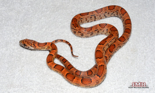 Sunkissed Okeetee 20" Female for sale by South Mountain Reptiles