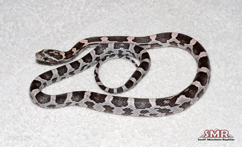 Anery Heliconia 16" Female for sale by South Mountain Reptiles