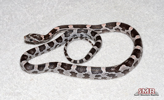 Anery Heliconia 16" Female for sale by South Mountain Reptiles